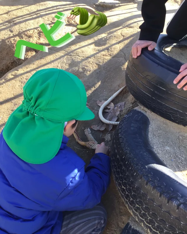 今年の干支のへび🐍
鏡餅と飾っていた木のヘビのおもちゃを、園庭に持って行って遊び始めました。
私がする遊びというと、せいぜいヘビの動きのようにゆらゆらさせるだけ。
でも、
子どもたちは、タイヤの下の隙間を「住処だ！」「ここで卵を産むんだよ！」など
『生態を確認している‼️』

子どもたちの遊びの姿に感動でした✨✨