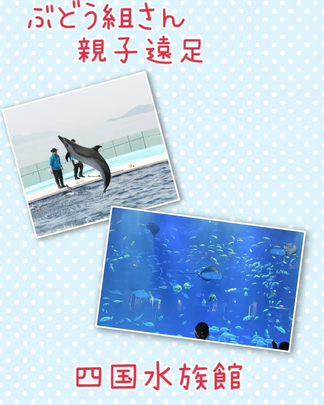 ぶどう組さんは四国水族館へ親子遠足に行きました。
うたづ臨海公園では親子でフープ送りをしました。
なんとぶどう2組さんが2連勝でした👏
お弁当が楽しみ過ぎで早くから食べていたのは愛嬌ですね😊

水族館ではイルカのショーも見ました。
お土産も買って満足な笑顔でした。
保護者の方御協力ありがとうございました。