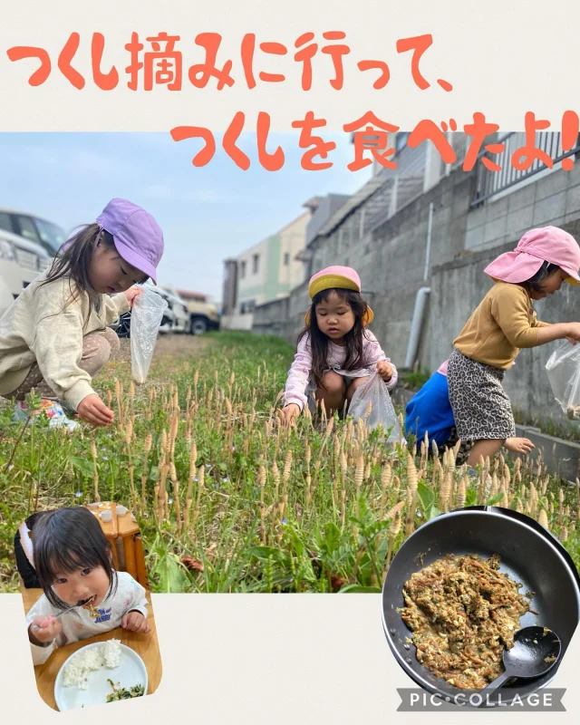ひまわり認定こども園の駐車場に生えていたつくしを、園児が見せてくれたことをきっかけに、つくし摘みに
行きました。

手前の方は、草たちに埋もれて、やっと見つけられる量だったのですが、奥に行けば行くほど、大量のつくしが！！

子どもたちも、「めっちゃある〜」と大興奮！

最初は頭だけをちぎりがちでしたが、根元をちぎる
ことを伝えると上手に摘むことができました！

そこから大人はせっせと、はかま取り（笑）

そして給食場に、卵とじを作ってもらい、給食時に
食べました（＾∇＾）
苦味は全くなく、「美味しいね」と食べていましたよ！

春の訪れを感じる今日この頃でした☆

#春 #つくし #つくし摘み #つくし料理 #乳児 #倉敷市 #認可保育園 #子ども #暖かい #ひまわり乳児保育園