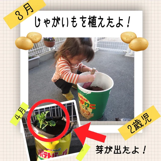 じゃがいもを植えました〜2歳児〜

3月にじゃがいもの栽培セットを使って、2歳児の子ども達と一緒にじゃがいもを植えました！
土を混ぜたり、土を入れたりして、種イモを植え…そして、水やりなど一緒にしましたよ。
最初はただの土しか見えなかったのも、だんだんと暖かくなり、ついに芽が出てきました。「みて〜」と教えてくれていますよ！
じゃがいもの芽が大きく育ち、収穫できるのを楽しみにしています！

#じゃがいも#じゃがいも植えた#食育#栽培#水やり#自然#自然体験#春#乳児#2歳児#乳児保育#小規模保育#倉敷市