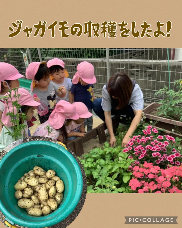 畑に植えているジャガイモを収穫しました！！

大人が土を掘り、子どもたちがお芋の宝探し⭐︎
「あったー！！」と楽しんで探してくれました！

ジャガイモはかなり小さめでしたが、綺麗な芋が
できていましたよ！！

子どもたちが給食場へ持っていき、「おやつ作ってください」と
お願いしました。
今日のおやつがゴボじゃがフライだったこともあり、
ポテトフライを作ってもらいましたよ！！

※という形にし、実際の掘ったお芋は、毒性が気になり、
職員で美味しくいただきました。。
お腹壊す職員が出ないことを願います。笑。

#ジャガイモ #収穫 #野菜 #家庭菜園 #宝探し #見つけたね #乳児 #2歳児 #1歳児 #倉敷市 #認可保育園 #保育園 #中庄 #ひまわり乳児保育園