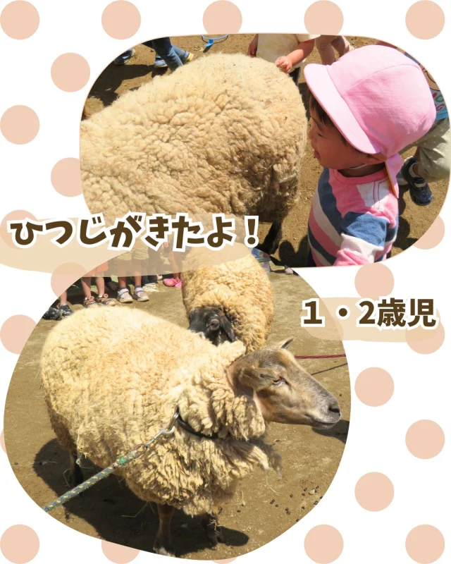 渋川動物公園から2匹のひつじが来ました🐑

みんなよりからだが大きなひつじさん🐑に驚きながらも触ってみて、「もこもこだね」「かわいいね」などとお話してくれましたよ😄

これから暑い日が続くため、ひつじさんも熱中症対策として毛刈りをするそうで、その様子をみんなで見ました！

なかなか見ることのできない毛刈りの様子を子どもたちも興味津々で見ていましたよ😊

#ひつじ #動物 #イベント #渋川動物公園 #ふれあい #かわいい #乳児 #1歳児 #2歳児 #岡山 #倉敷 #保育園 #小規模保育園 #認可保育園