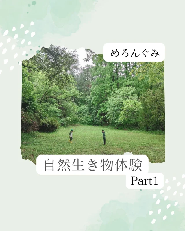 ．
🍈自然生き物体験🍈

めろんさんは先日、
龍ノ口グリーンシャワーに行きました！
今回はしろいろの森ようちえんさんと一緒に
活動しましたよ🌳

あいにくの雨ではありましたが
普段あまり経験のないカッパを着ながらの
遊びに大喜びだった子どもたち☺︎

また、今回行った川は、普段緩やかな川のようですが
先日の雨で水量が増し、
子ども達も「すごい！✨」と目を輝かせていました。
怖気付くことなくざぶざぶと入っていき
水流の強さを感じたり
生き物を探したりと様々に試していました💧
友だちがカニを見つけた姿をみてから
「僕も欲しい！」と挑戦することに繋がっている子も
いましたよ🦀

#自然　#森　#川遊び　#雨　#かっぱ
#帯江認定こども園　#こども園　#幼児　#5歳児