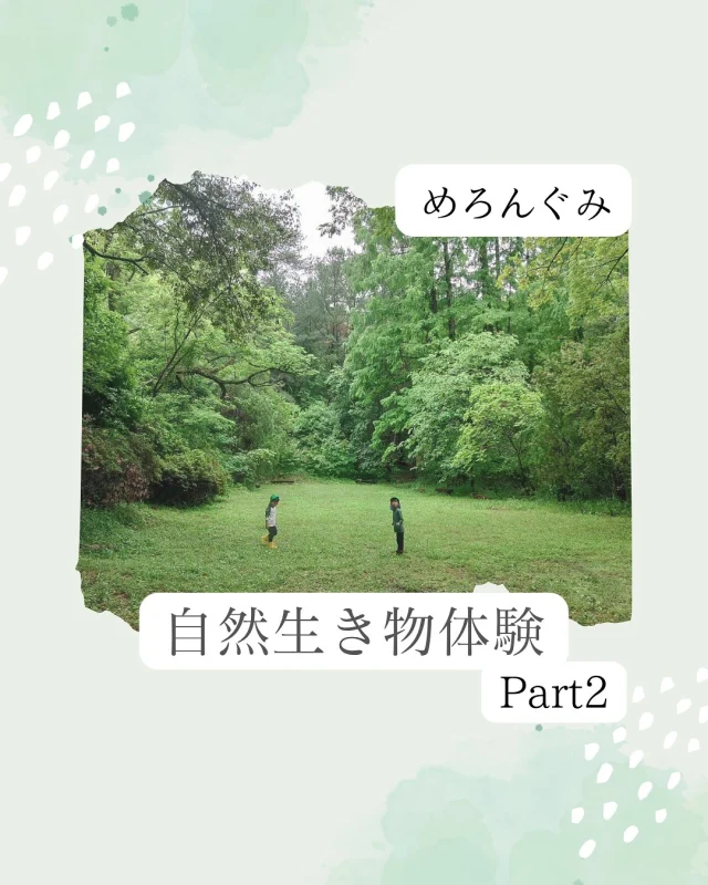 .
🍈 自然生き物体験：Part2 🍈

森の中には子どもたちの目を惹くものが
沢山ありました！

草むらからカエルやカタツムリを
みつけたり、
草花に雨の雫がキラキラ反射している
様子を見て「宝石みたい💎✨」と
素敵な感性を言葉にしたりと
雨の日ならではの自然物を沢山発見していた
子どもたち。

虫かごを持ってきていた子たちが
自分で見つけたお花や生き物を
大事にそーっとかごにいれている姿は
まさに、宝物を宝箱にしまっているようで
みていてとても微笑ましかったです🫧

もうひとつの川では、ちょっとした橋から
ジャンプして川に入ることが盛り上がり、
長靴の中に水が入ってもお構いなしで
何度も何度も、お友だちと一緒に
「次は〇〇くん！」「次はぼく！」と交代で
繰り返しジャンプすることを楽しんでいましたよ💨

そこから、ある子の一言をきっかけに
川に溜まっている松の葉や落ち葉を
掃除することに発展🧹
みんなで協力して「こんなにあつまったー！」と
達成感を味わっていました！
帰る前には「よし、戻そう！」と、
集めた落ち葉たちを再び川の中に返し、
自分たちで遊びを収束させていました。

新鮮な環境の中で、雨の日ならではの
気付きや発見を沢山していためろんぐみさん。
みんなにとって大切な思い出のひとつに
なったのではないかなと思います😌💭

#雨の日　#かっぱ　#長靴　#自然　#森
#5歳児　#年長　#自然体験
#倉敷市　#帯江認定こども園　#こども園　#幼児