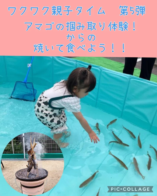 .
ワクワク親子タイム第５弾！
右手養魚センターさん　@ute_fish_farm  の生きのいいアマゴのつかみ取りをしました！

はじめは怖がる子もいましたが慣れてくるとプールの中に入って触ることもできていましたよ🐟
自分で取った魚を焼いて、おかわりして食べていましたよ♪

お手伝いして下さったお父さん方ありがとうございました！

#ワクワク親子タイム#ひまわり乳児保育園#保育園#倉敷市#美観地区#中庄#右手養魚センター#美作市#アマゴのつかみ取り#アマゴの塩焼き#親子