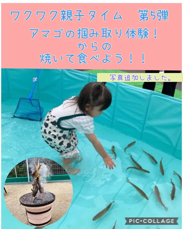 .
ワクワク親子タイム第５弾！
右手養魚センターさん　@ute_fish_farm  の生きのいいアマゴのつかみ取りをしました！

はじめは怖がる子もいましたが慣れてくるとプールの中に入って触ることもできていましたよ🐟
自分で取った魚を焼いて、おかわりして食べていましたよ♪

お手伝いして下さったお父さん方ありがとうございました！

#ワクワク親子タイム#ひまわり乳児保育園#保育園#倉敷市#美観地区#中庄#右手養魚センター#美作市#アマゴのつかみ取り#アマゴの塩焼き#親子 #ワクワク #認可保育園 #魚 #美味しい
