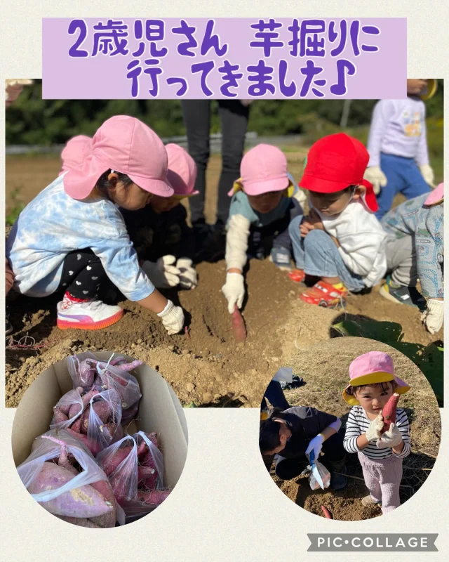 今日は、2歳児さんが"水車の里　フルーツトピア"に芋掘りに行きました。
まずは、マイクロバスに大喜び♪「バスー！！」とルンルンで乗ることができました！！
水車の里では、一生懸命土を堀り、お芋探し。慣れない軍手に苦戦してる子もいましたが、根気強く掘ってくれ、たくさんのお芋を収穫することができました！！

その後は、矢掛総合運動公園に行きました！！
給食場が作ってくれたお弁当も、大喜び！！
「全部食べるー！」といって完食した子もいます^_^
そして、大型遊具へ！！
しっかりと体を使って、たくさん遊びました。

なので、帰りのバスでは、スヤスヤとお昼寝タイム♪
行きとは全く違うバスの中でした！（笑）

今日は楽しかったね！お家に帰って、お家の人にたくさん話してねー！！！

#芋掘り #秋の食材 #野菜 #水車の里フルーツトピア #矢掛総合運動公園 #大型遊具 #いっぱい遊んだね #バス #2歳児#倉敷市 #認可保育園 #ひまわり乳児保育園